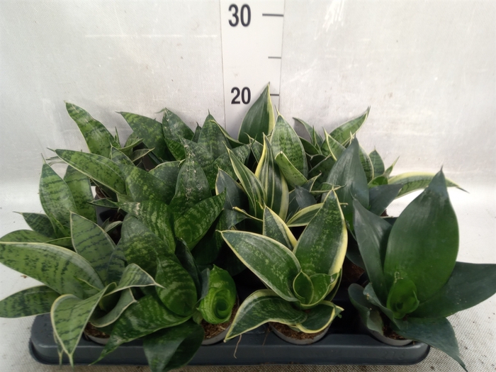 <h4>Sansevieria trifa.   ...</h4>