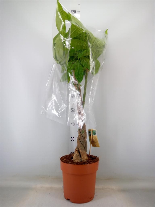 <h4>Pachira aquatica</h4>