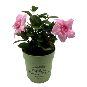 Mandevilla Sundaville Double Blush Pink Bush (Dipladenia)