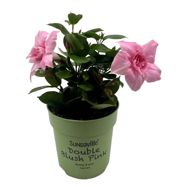 <h4>Mandevilla Sundaville Double Blush Pink Bush</h4>