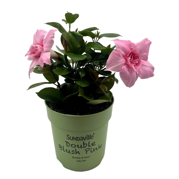 <h4>Mandevilla Sundaville Double Blush Pink Bush (Dipladenia)</h4>