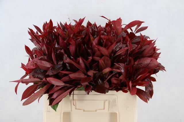 <h4>PHOT X F RED ROBIN 060CM</h4>