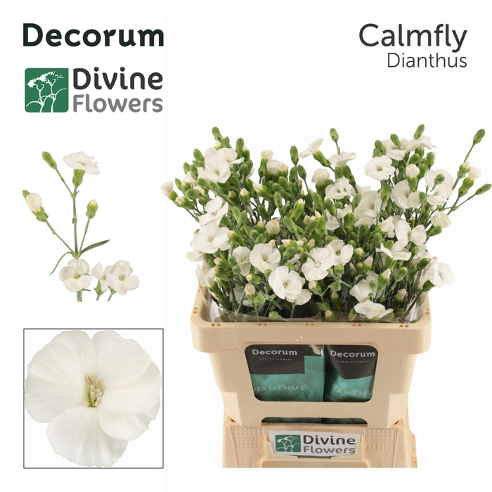 <h4>Dianthus TR 'Solandis Calmfly'</h4>