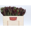 Leucadendron Saf Sunset Dark Red