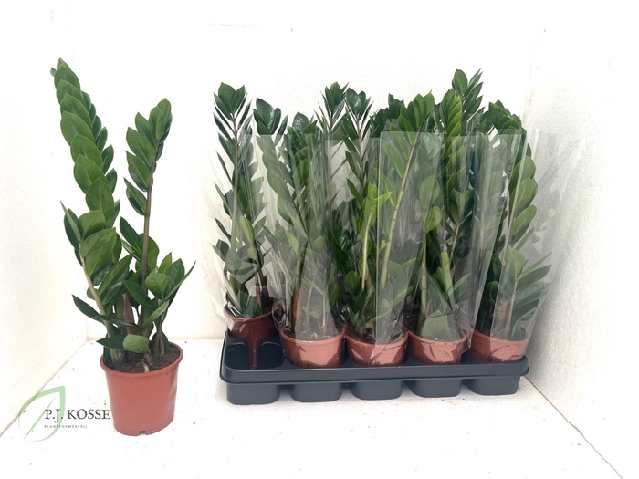 <h4>ZAMIO ZAMIIFOLIA</h4>