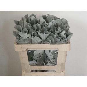 Jacobaea Senecio New Look