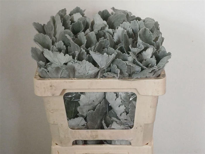<h4>Jacobaea Senecio New Look</h4>