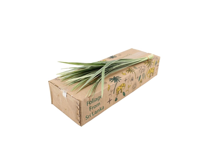 <h4>T-grass Variegated 50</h4>