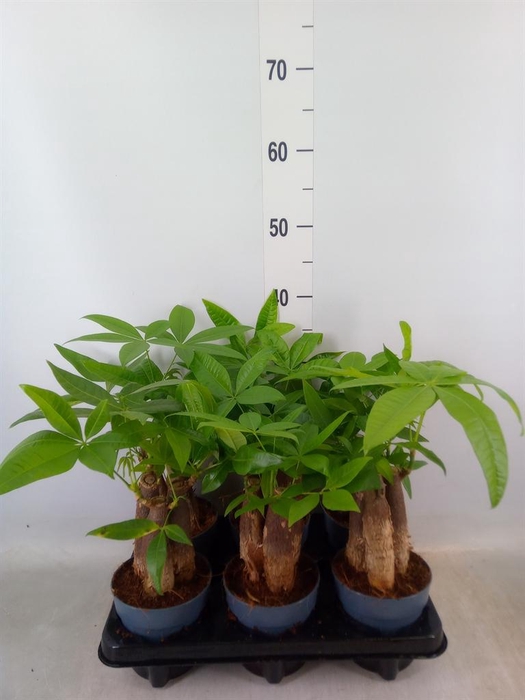 <h4>Pachira aquatica</h4>