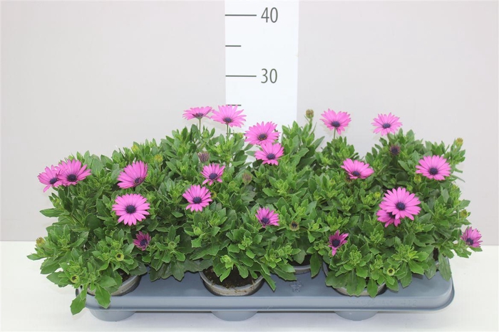 <h4>Osteospermum Pink</h4>