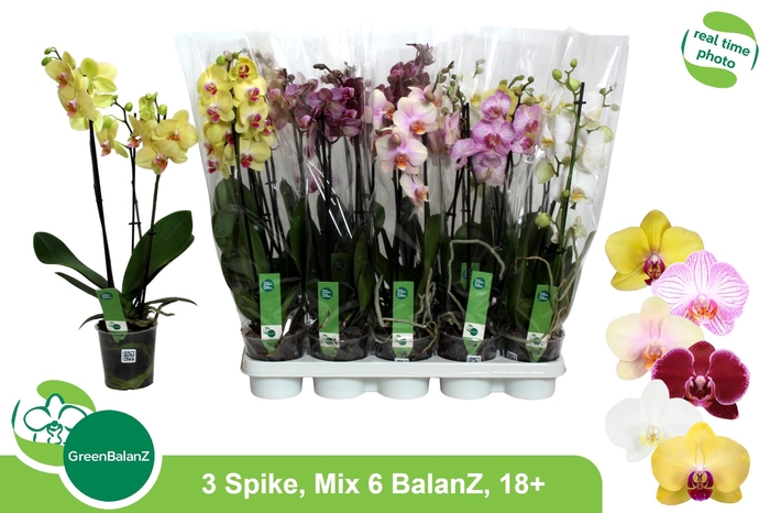 <h4>PHAL GEM 6 KL</h4>