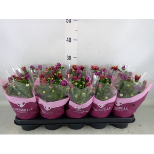 Chrysanthemum  'Artistic Jeff' .mix