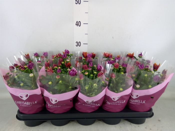 <h4>Chrysanthemum  'Artistic Jeff' .mix</h4>