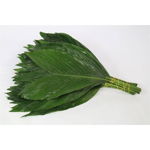 Leaf cocos box medium Green Ocean