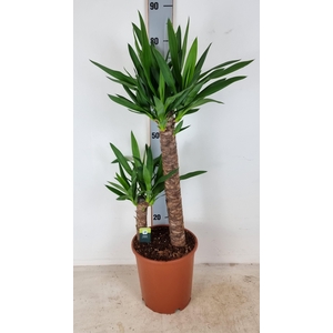YUC ELEPHANTIPES