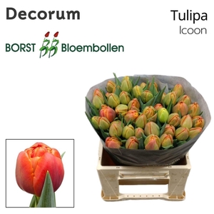Tulipa do icoon