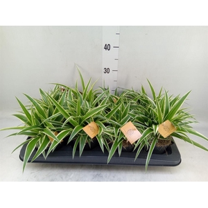 Chlorophytum com. 'Ocean'