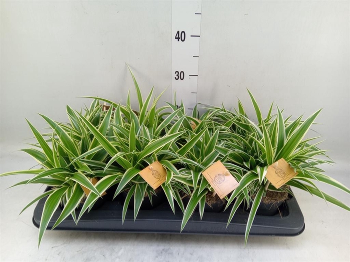 <h4>Chlorophytum com. 'Ocean'</h4>