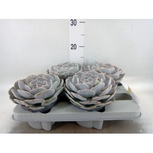 Echeveria  'Pollux'