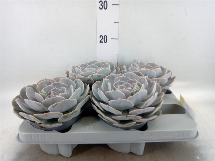 <h4>Echeveria 'Pollux'</h4>