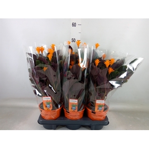Calathea crocata 'Tassmania'