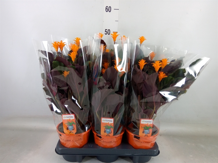 <h4>Calathea crocata 'Tassmania'</h4>