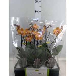 Phalaenopsis multi. 'Ant Las Vegas'