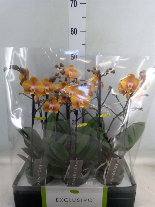 <h4>Phalaenopsis multi. 'Ant Las Vegas'</h4>