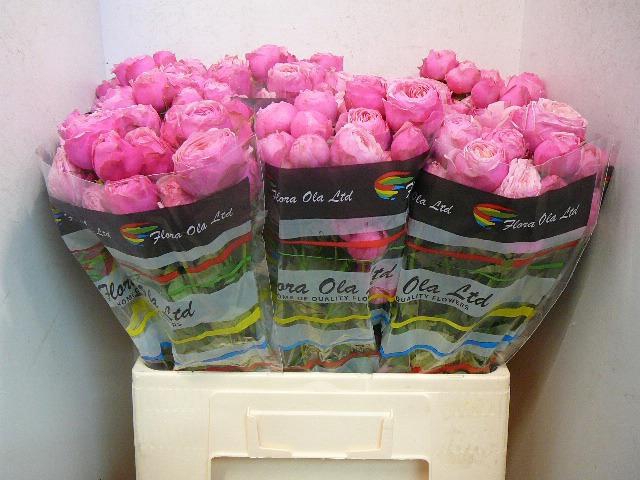 <h4>R TR SILVA PINK+</h4>