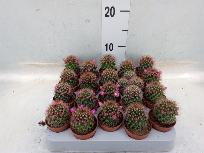 <h4>Mammillaria ernestii</h4>