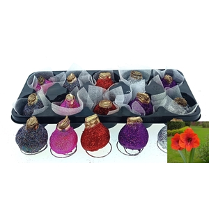 BLOEMBOL HIPPEASTRUM