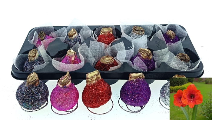 <h4>BLOEMBOL HIPPEASTRUM</h4>