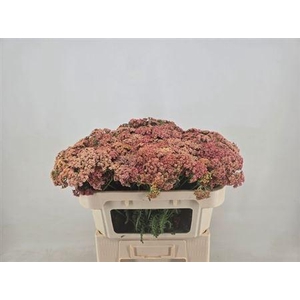 Achillea M Molly