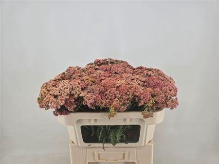 <h4>Achillea M Molly</h4>