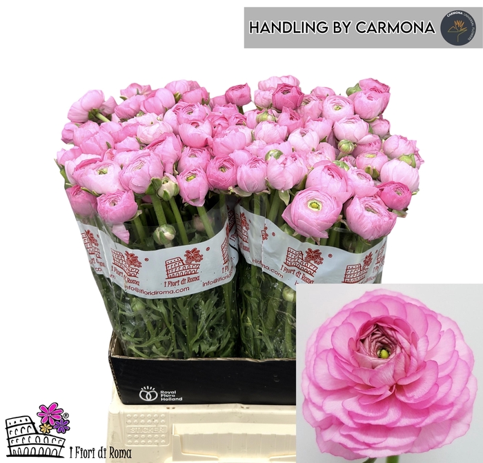 <h4>RAN EL PINK</h4>