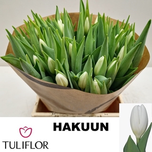 TU EN HAKUUN