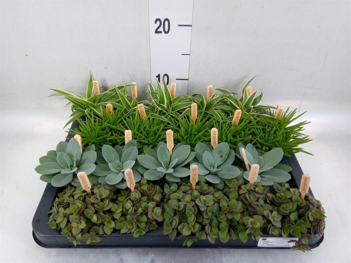 <h4>Planten  ..mix</h4>