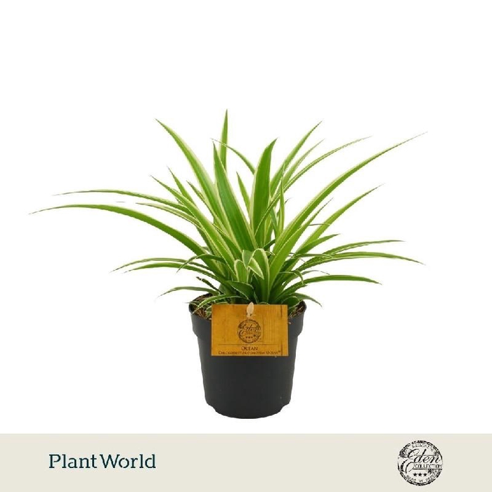Chlorophytum Com Ocean
