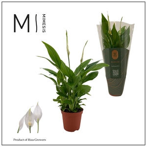 Mimesis Spathiphyllum Chopin - 9 cm