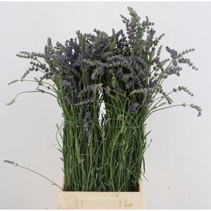 LAVANDULA OV