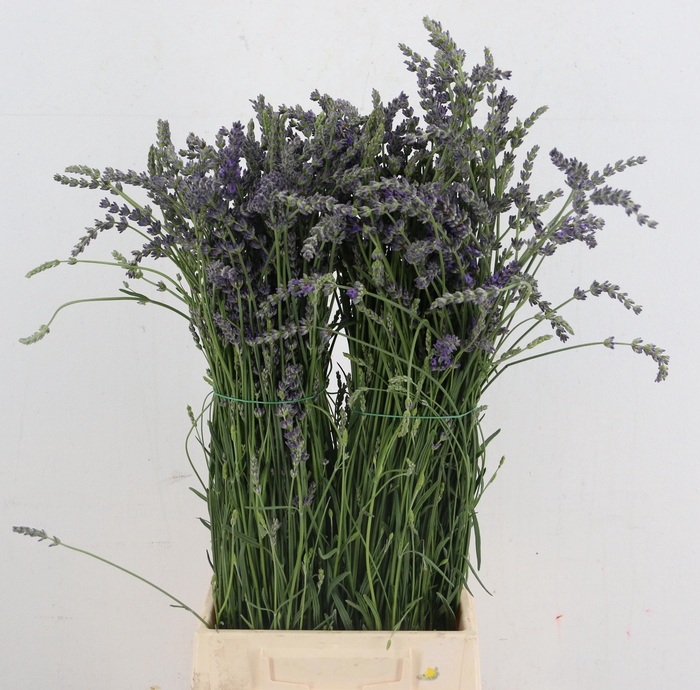 <h4>LAVANDULA OV</h4>