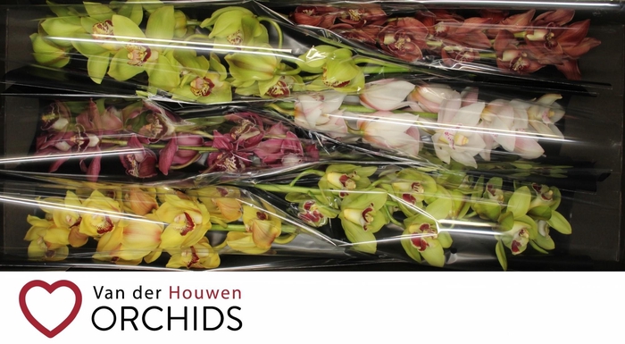 <h4>70 cm gemengd</h4>