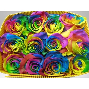 R Gr Rainbow Equador