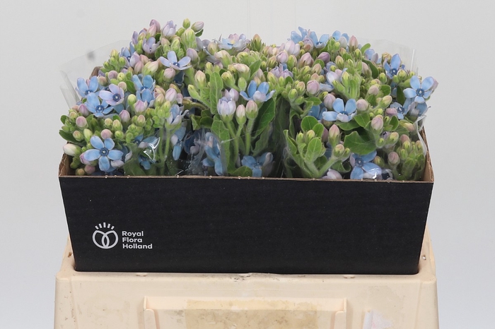 Oxypetalum Tweedia Blue