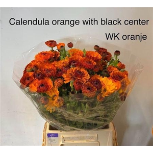 Calendula Neon
