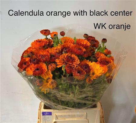 <h4>Calendula Neon</h4>