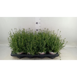 Lavandula angus. 'Rosea'