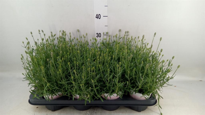 <h4>Lavandula angus. 'Rosea'</h4>