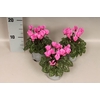 Cyclamen Super Serie Rose