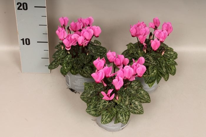 Cyclamen Super Serie Rose